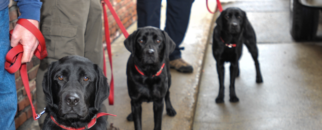 Accelerant detection K9s and their handlers. 