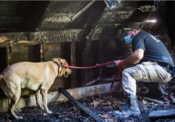 Arson dog sniffing out accelerants.